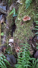 Scytinotus longinquus