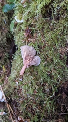 Scytinotus longinquus