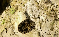 Sypharochiton pelliserpentis