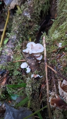 Scytinotus longinquus