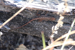 Anolis nebulosus