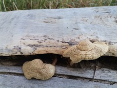 Volvariella