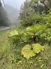 Gunnera insignis