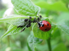 Aphis fabae