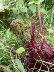 Gunnera insignis