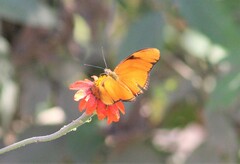 Dryas iulia moderata