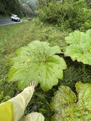 Gunnera insignis