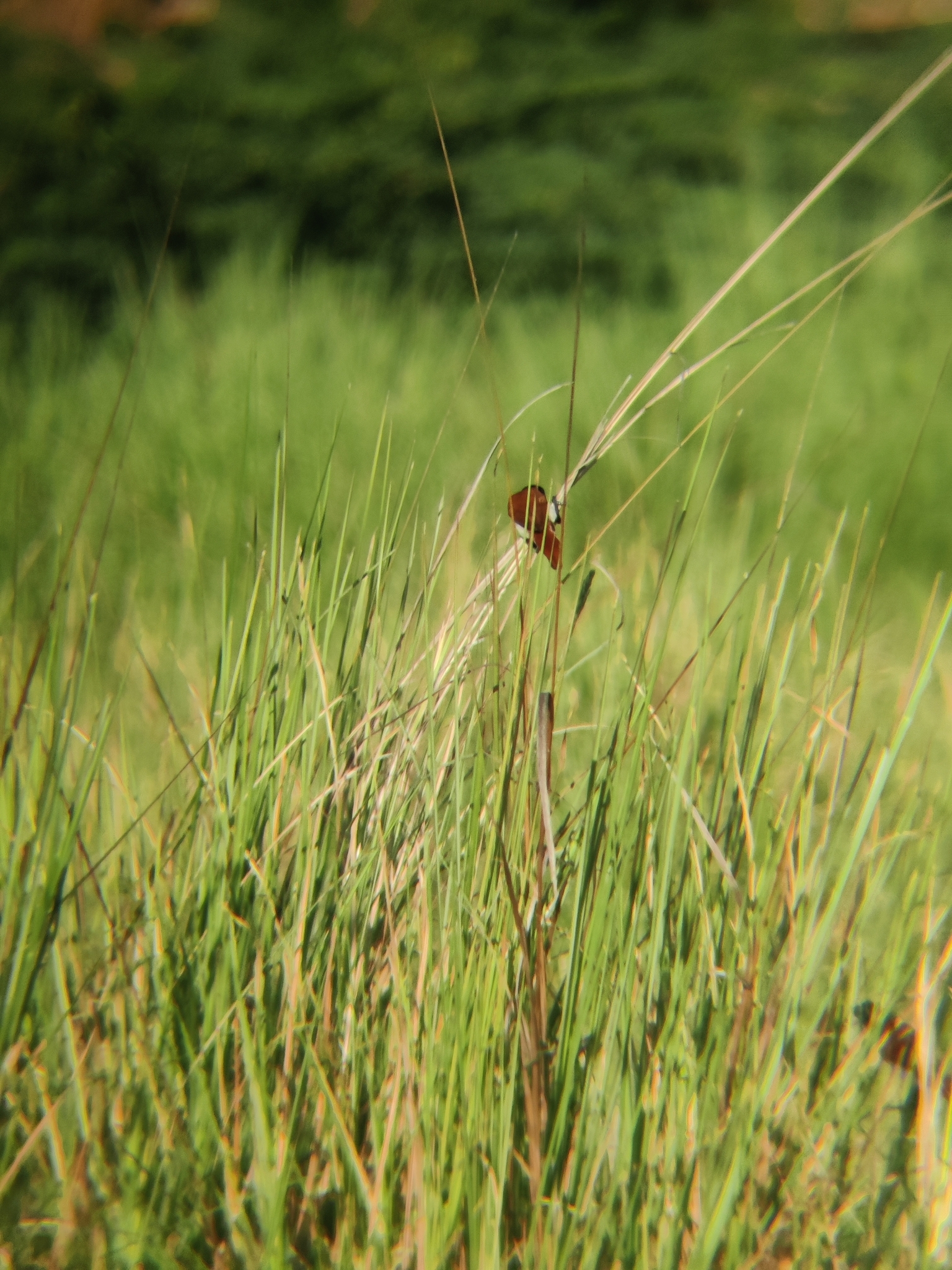 Tricolored Munia