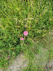 Cistus