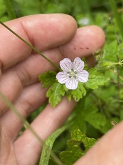 Geranium seemannii
