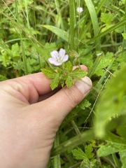 Geranium seemannii