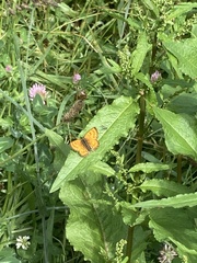 Lycaena edna