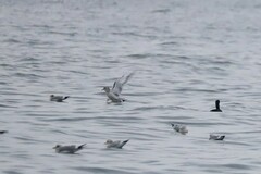 Larus brachyrhynchus