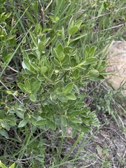 Diospyros lycioides sericea