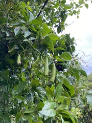 Neoalsomitra clavigera