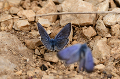 Cyaniris semiargus