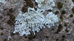 Physcia caesia