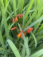 Crocosmia aurea