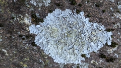 Physcia caesia