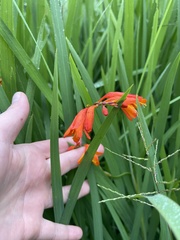 Crocosmia aurea