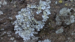 Physcia caesia