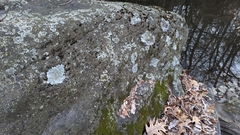 Physcia caesia