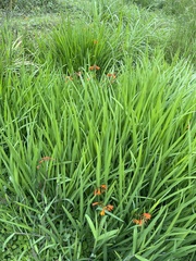 Crocosmia aurea