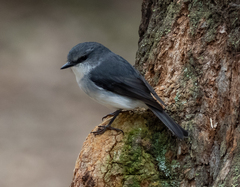 Eopsaltria georgiana