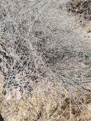 Ephedra pedunculata