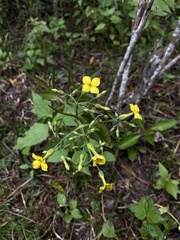Kalanchoe integra