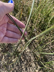 Schoenoplectus americanus