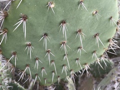 Opuntia semispinosa