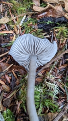 Tephrocybe rancida