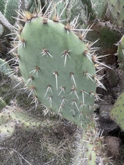 Opuntia semispinosa