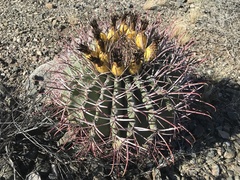 Ferocactus emoryi