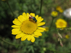 Pseudochrysis neglecta