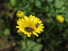 Pseudochrysis neglecta