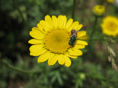 Pseudochrysis neglecta