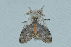 Calliteara horsfieldii