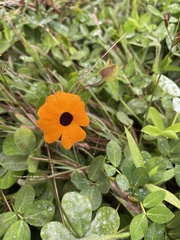 Thunbergia alata image