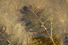 Myriophyllum sibiricum