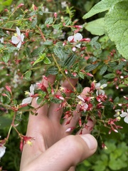 Monochaetum floribundum