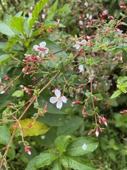 Monochaetum floribundum