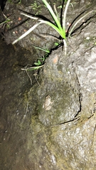 Leptodactylus melanonotus