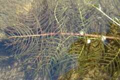 Myriophyllum sibiricum