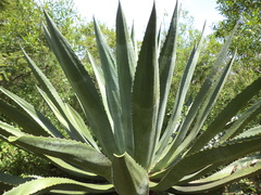 Agave inaequidens