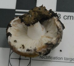 Russula inquinata