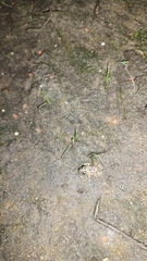 Leptodactylus melanonotus