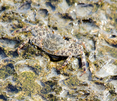 Grapsus grapsus