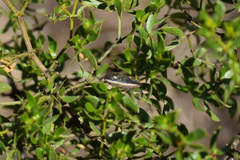 Chlorochroa
